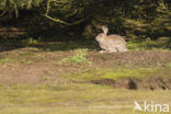 Rabbit (Oryctolagus cuniculus) 