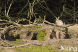 Rabbit (Oryctolagus cuniculus) 
