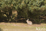 Rabbit (Oryctolagus cuniculus) 