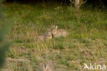 Konijn (Oryctolagus cuniculus) 