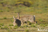 Konijn (Oryctolagus cuniculus) 