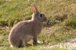 Rabbit (Oryctolagus cuniculus) 