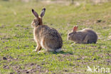 Konijn (Oryctolagus cuniculus) 