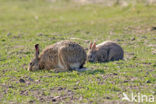 Konijn (Oryctolagus cuniculus) 