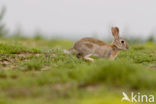 Rabbit (Oryctolagus cuniculus) 