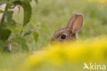 Konijn (Oryctolagus cuniculus) 