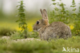 Konijn (Oryctolagus cuniculus) 