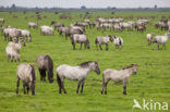 Konik horse (Equus spp)