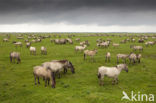 Konik horse (Equus spp)