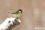 Koolmees (Parus major)