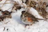 Koperwiek (Turdus iliacus)