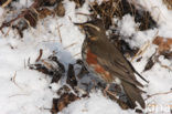 Koperwiek (Turdus iliacus)