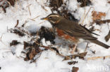 Koperwiek (Turdus iliacus)