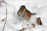 Koperwiek (Turdus iliacus)