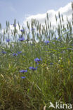 Korenbloem (Centaurea cyanus) 