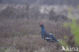 Black Grouse (Tetrao tetrix)