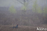 Black Grouse (Tetrao tetrix)