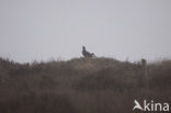 Black Grouse (Tetrao tetrix)