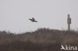 Black Grouse (Tetrao tetrix)