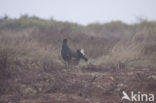 Black Grouse (Tetrao tetrix)