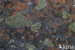 Lichen