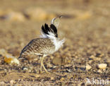 Houbara Bustard (Chlamydotis undulata) 