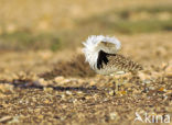 Houbara Bustard (Chlamydotis undulata) 