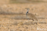 Houbara Bustard (Chlamydotis undulata) 
