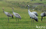 Common Crane (Grus grus)