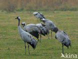 Common Crane (Grus grus)