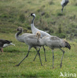 Common Crane (Grus grus)