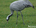 Common Crane (Grus grus)