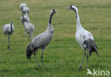 Common Crane (Grus grus)