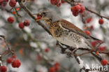 Fieldfare (Turdus pilaris)