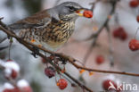 Fieldfare (Turdus pilaris)