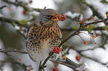 Kramsvogel (Turdus pilaris) 