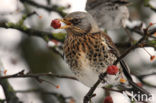 Kramsvogel (Turdus pilaris) 