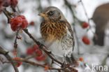 Fieldfare (Turdus pilaris)