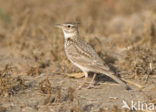 Crested Lark (Galerida cristata)