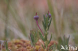 Bog-rosemary (Andromeda polifolia)