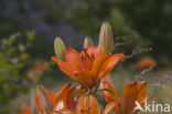 Lelie Prinses Grazia (Lilium spec.)