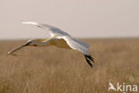 Lepelaar (Platalea leucorodia)