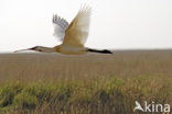 Lepelaar (Platalea leucorodia)