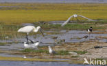 Lepelaar (Platalea leucorodia)