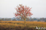 Lijsterbes (Sorbus)