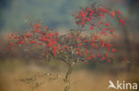 Lijsterbes (Sorbus)