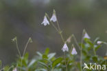 Linnaeusklokje (Linnaea borealis) 