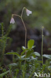 Linnaeusklokje (Linnaea borealis) 