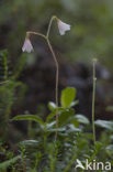 Twinflower (Linnaea borealis)