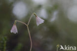 Twinflower (Linnaea borealis)